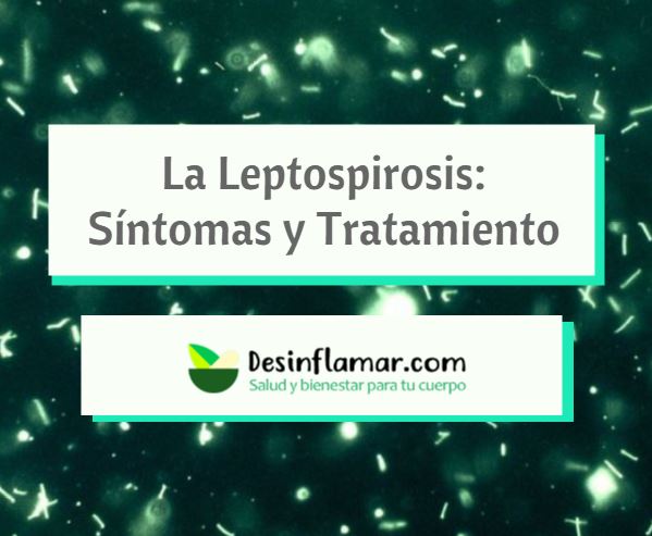 Leptospirosis sintomas y tratamiento