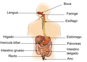 Sistema gastrico y pancreas