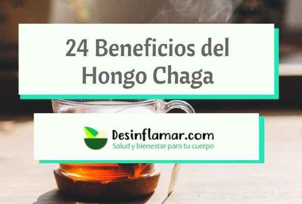 Beneficios del Hongo Chaga