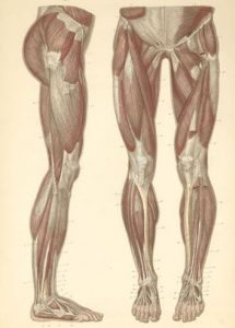 Anatomia de las piernas