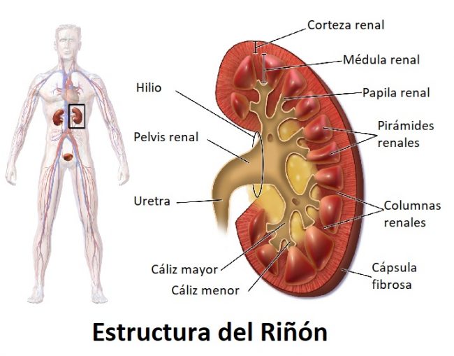 Estructura del riñón