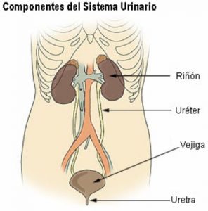 Sistema urinario y vejiga