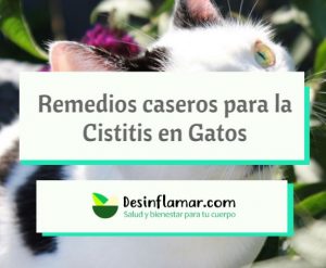 Remedios caseros para la cistitis en gatos